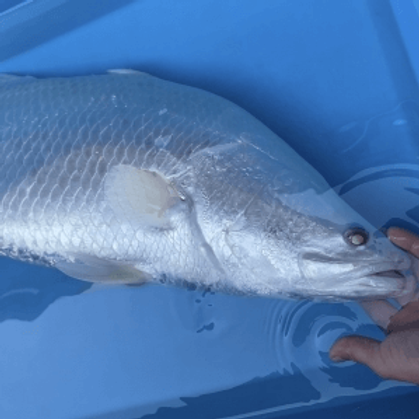 プラチナバラムンディ | 生きものカタログ | ノーザンみしま