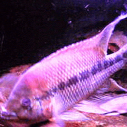 サウスアメリカンシクリ ッド｜ノーザンみしま