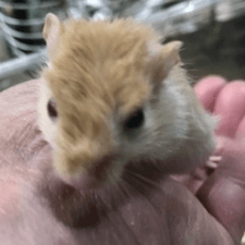 ジャービル｜ノーザンみしま