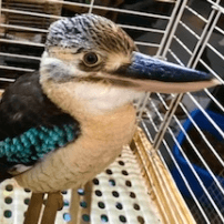 アオバネワライカワセミ｜ノーザンみしま