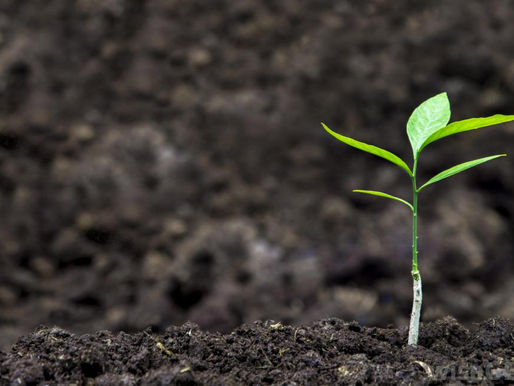 Mighty Oaks from Little Acorns… It’s all about the Follow Through