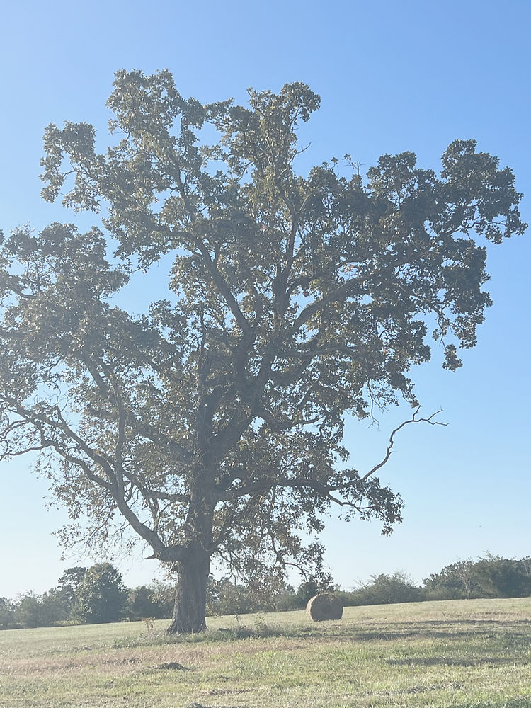 Picture of back tree 10.9_edited.jpg