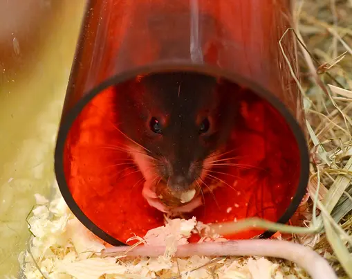 Our rats gone nuts! :)