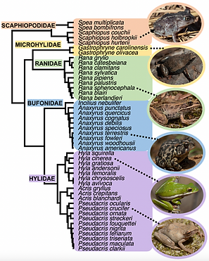 46Frog_Phylogeny.png