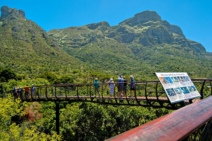 Boomslang_kirstenbosch_botanical-gardens-cape-town.jpeg