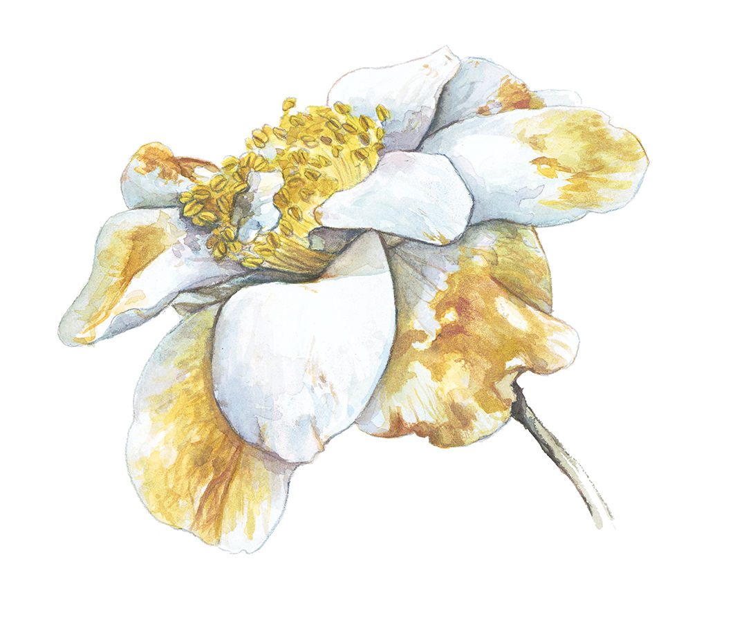 Camelia  «  flower blight » - Précommande