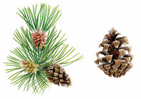 Pinus uncinata