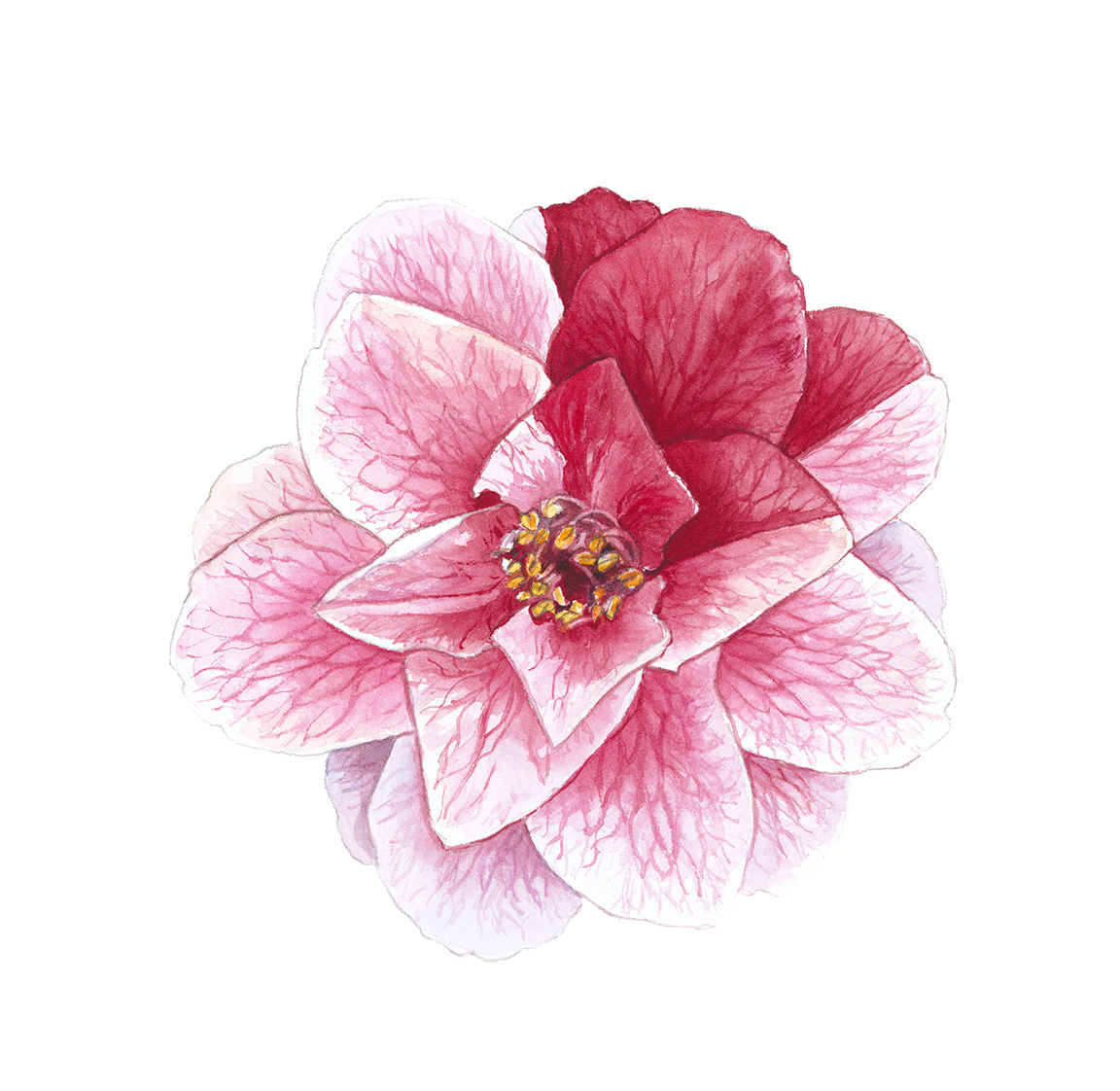 Camelia bicolor - Précommande