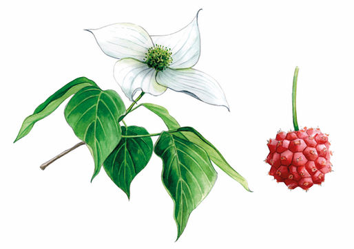 Cornus kousa
