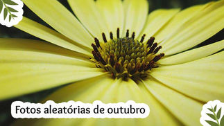 Fotos aleatórias de outubro