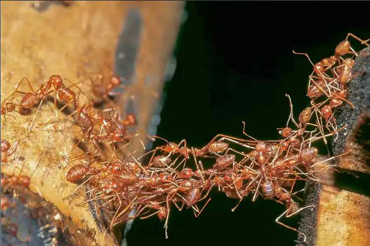 queen ants worker ant doing a bridge to survive