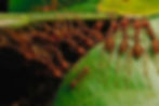 Weaver ants care