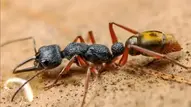From Beginner to Pro: Mastering the Art of Ant Keeping and Creating a Thriving Ant Colony