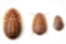 dubia roaches live fresh food for ants and reptiles