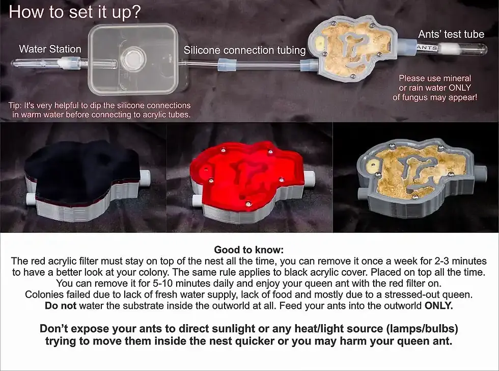 Thumbnail: Buy Ant Farm Starter Kit Live Queen Ant Nest A6P with Plaster Bed Best Ants UK