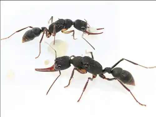 Harpegnathos venator
