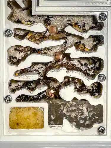 Messor barbarus ants