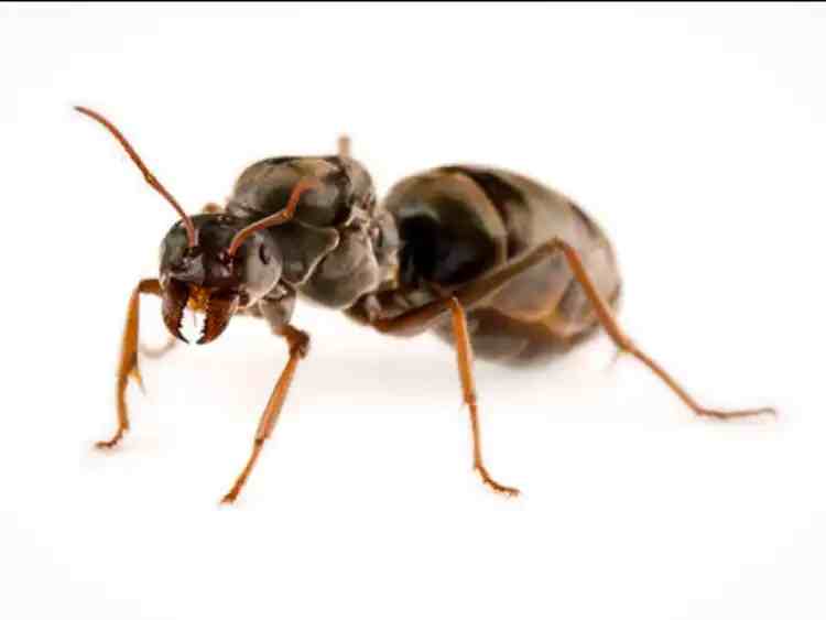 Iridomyrmex purpureus