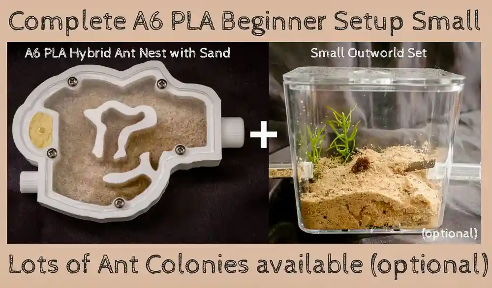 Ant Farm Complete Starter Kit Live Queen Ant Size A6