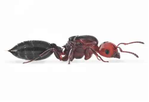 Crematogaster scutellaris
