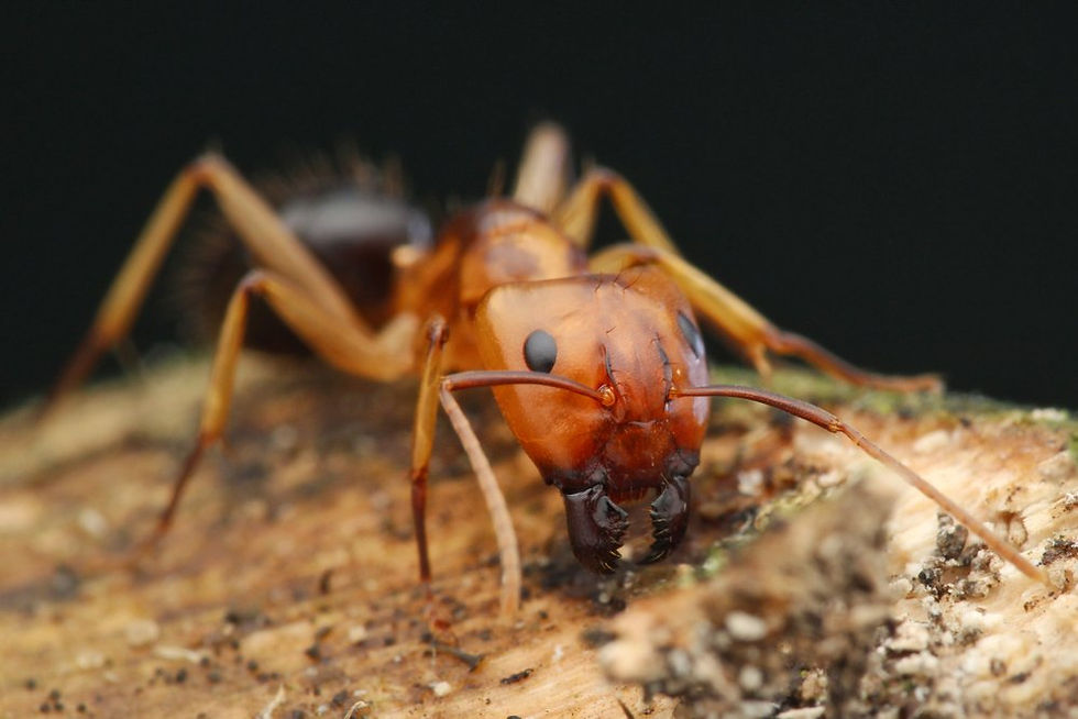 Florida Harvester Ant care