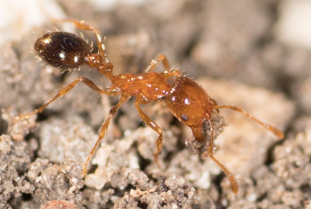 Solenopsis geminata