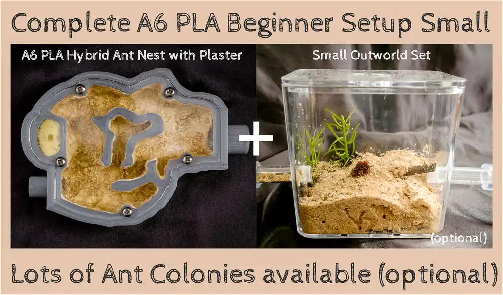 Buy Ant Farm Starter Kit Live Queen Ant Nest A6P with Plaster Bed Best Ants UK