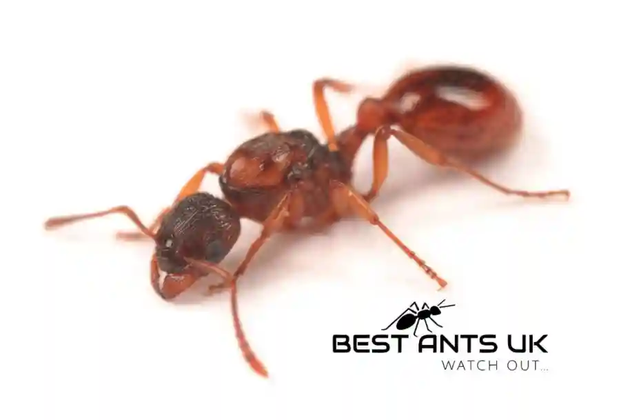 Myrmica Rubra Fire Ant Best Ants UK
