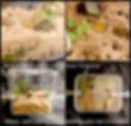 Small Ant Farm Arena Outworld Set