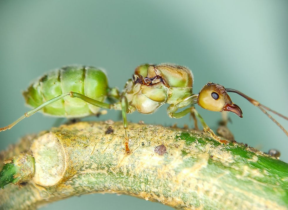 Oecophylla smaragdina Green Asian Weaver Ant