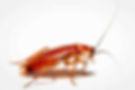 red runner roaches live fresh food for ants and reptiles