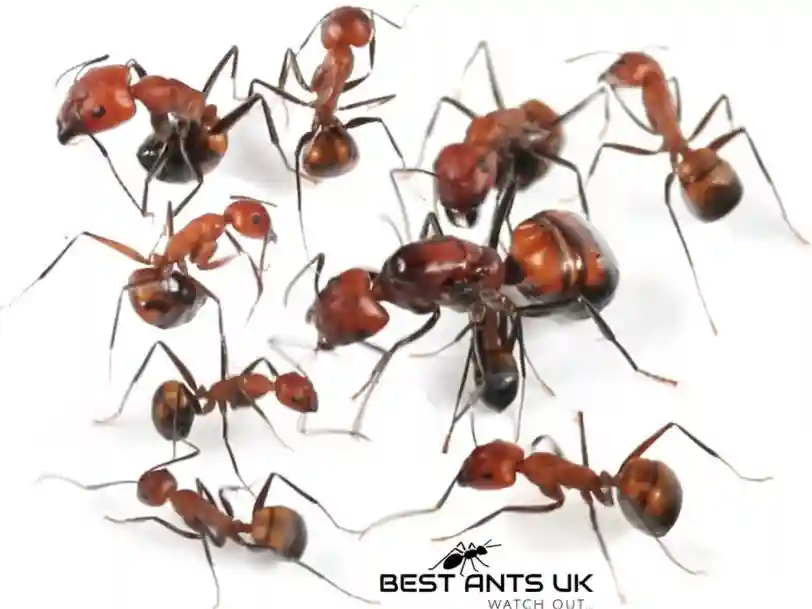 Camponotus Nicobarensis Best Ants UK