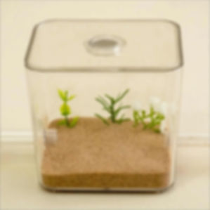 Ant Farm Arena Outworld Formicarium Farm Small Set Best Ants UK