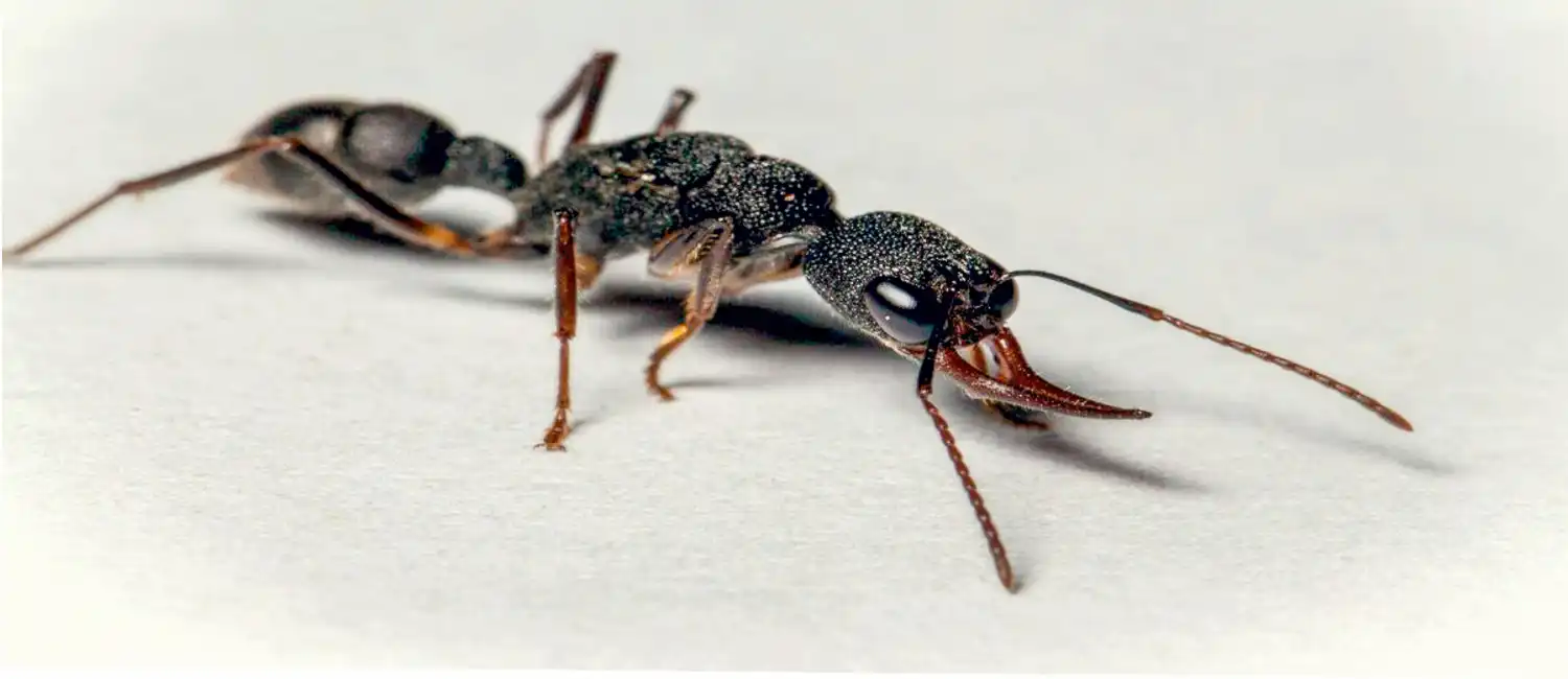 Best Ants UK - Buy Live ants, Queen Ants, Ant Colonies, Ant Farms, Ant Food, Ant Equipment, Ant Essentials