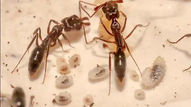 Evolution of Trap-Jaw Ants: A Closer Look