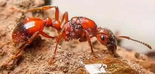 Manica rubida European Fire Red Ant