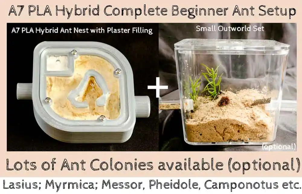 Ant Farm Kit with Plaster Nest for Live Ants Size A7