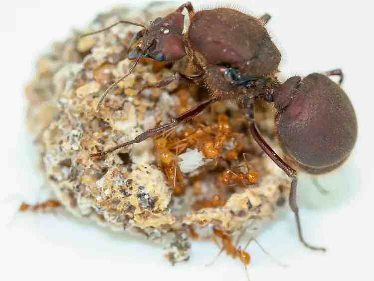 Atta cephalotes