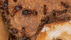 pheidole ant coloy Best Ants UK