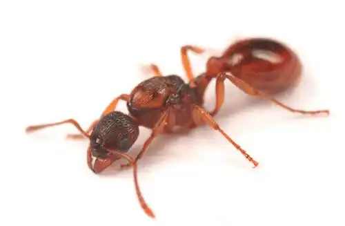 Myrmica rubra