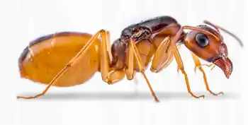 Camponotus turkestanus