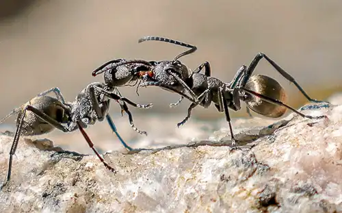 Polyrhaches Dives best ants uk