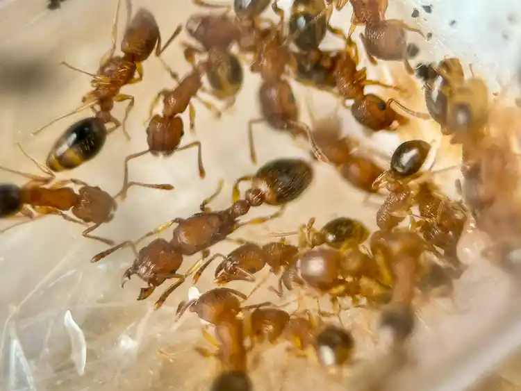 Tetramorium bicarinatum
