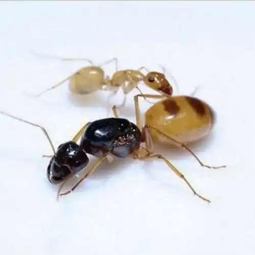 Camponotus fedtschenkoi
