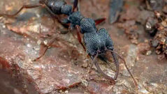 dracula ant