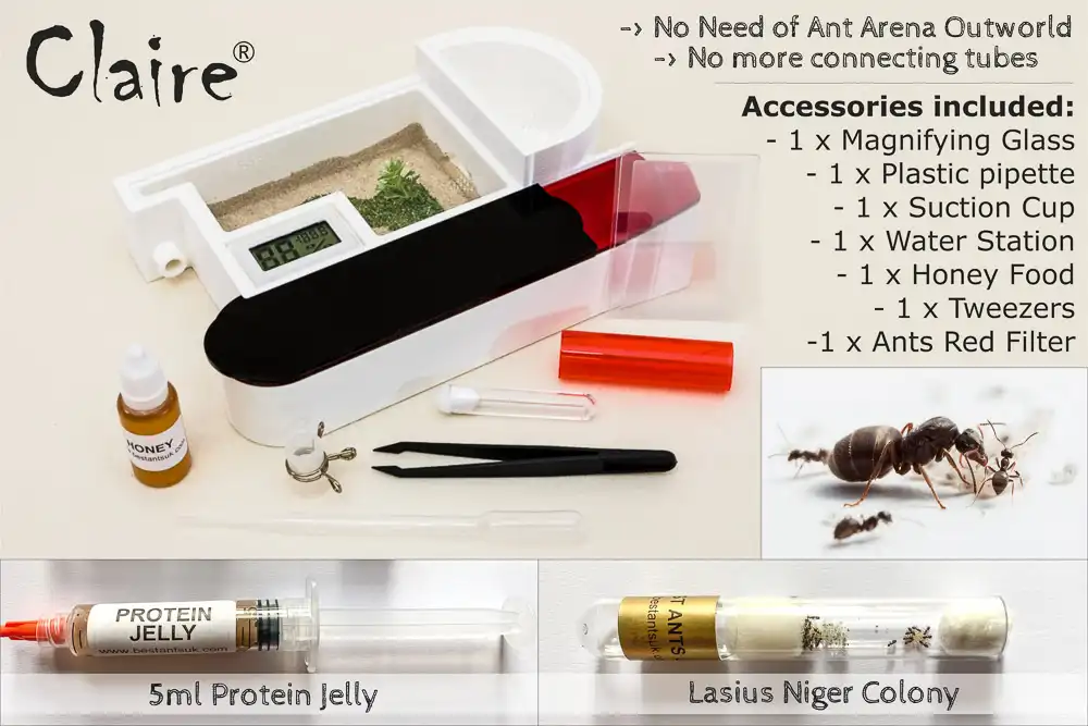 Claire Complete Ant Farm Starter Kit Live Queen Ant