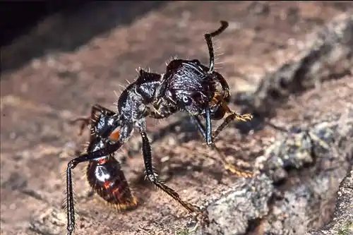 Bullet Ants best ants uk