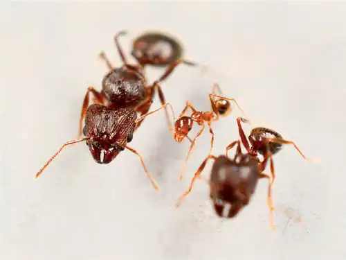 Pheidole noda