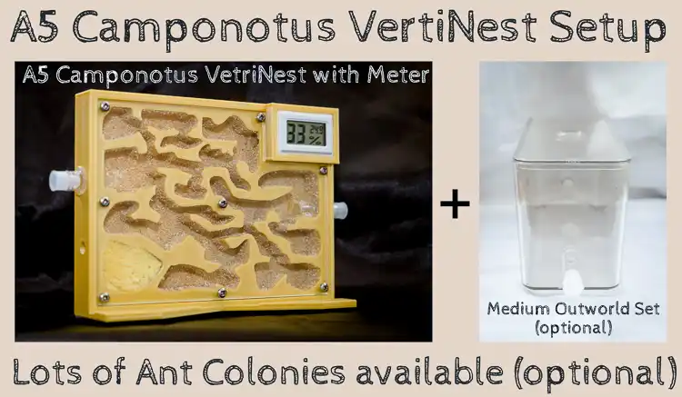 Carpenter Ant Farm Starter Kit Camponotus  Live Ants Nest for sale UK Best Ants UK