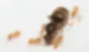 Lasius Flavus - Yellow Meadow Ants